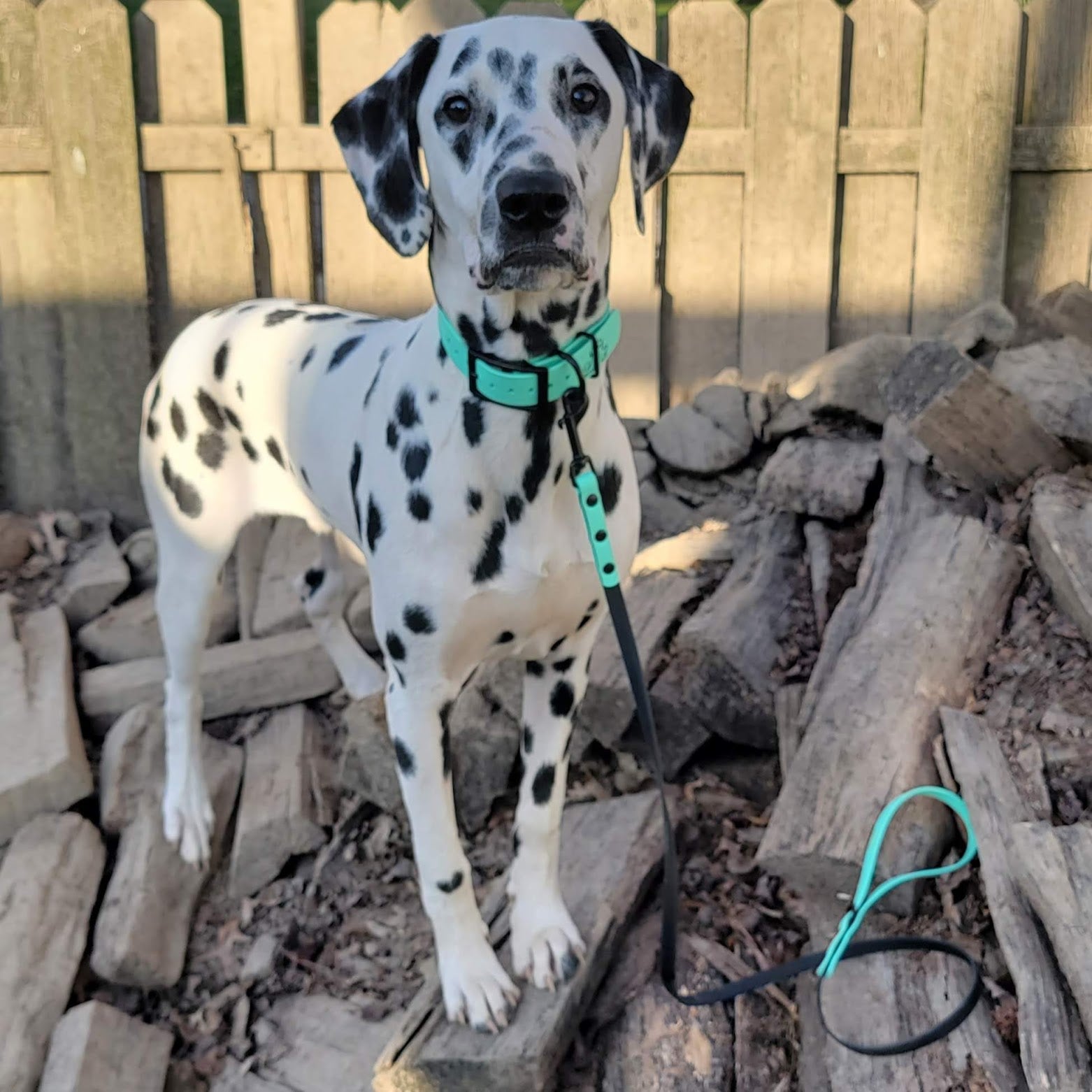 Foam store dog collars